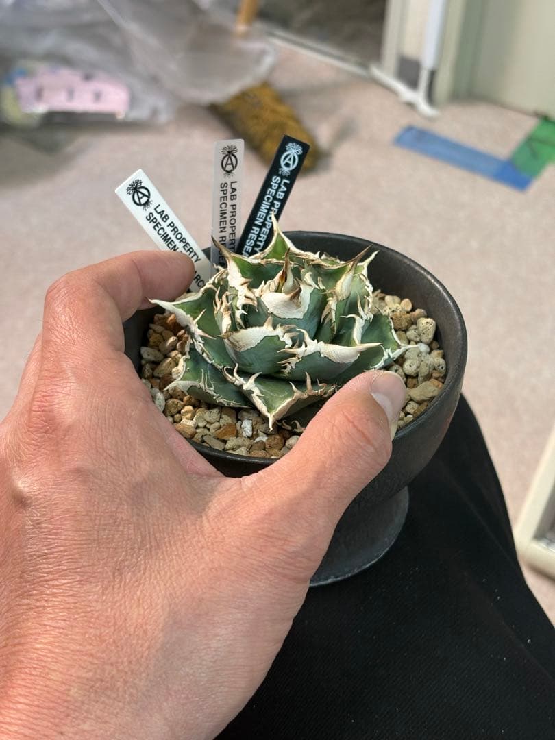 Dennis040の子株から育成その他