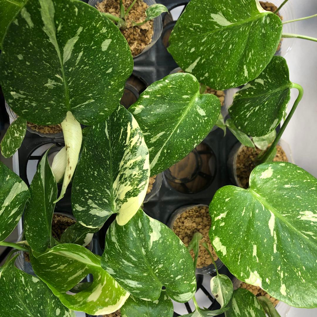 ち*え様 ms102 10株セット【特別選抜】モンステラ・タイコンステレーション