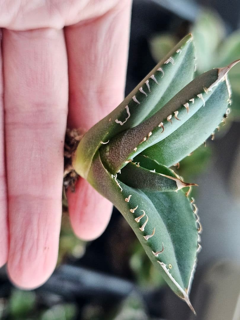 サービス品 激レア 高級品種 妖狐 台湾産正規品 根っこあり 特選