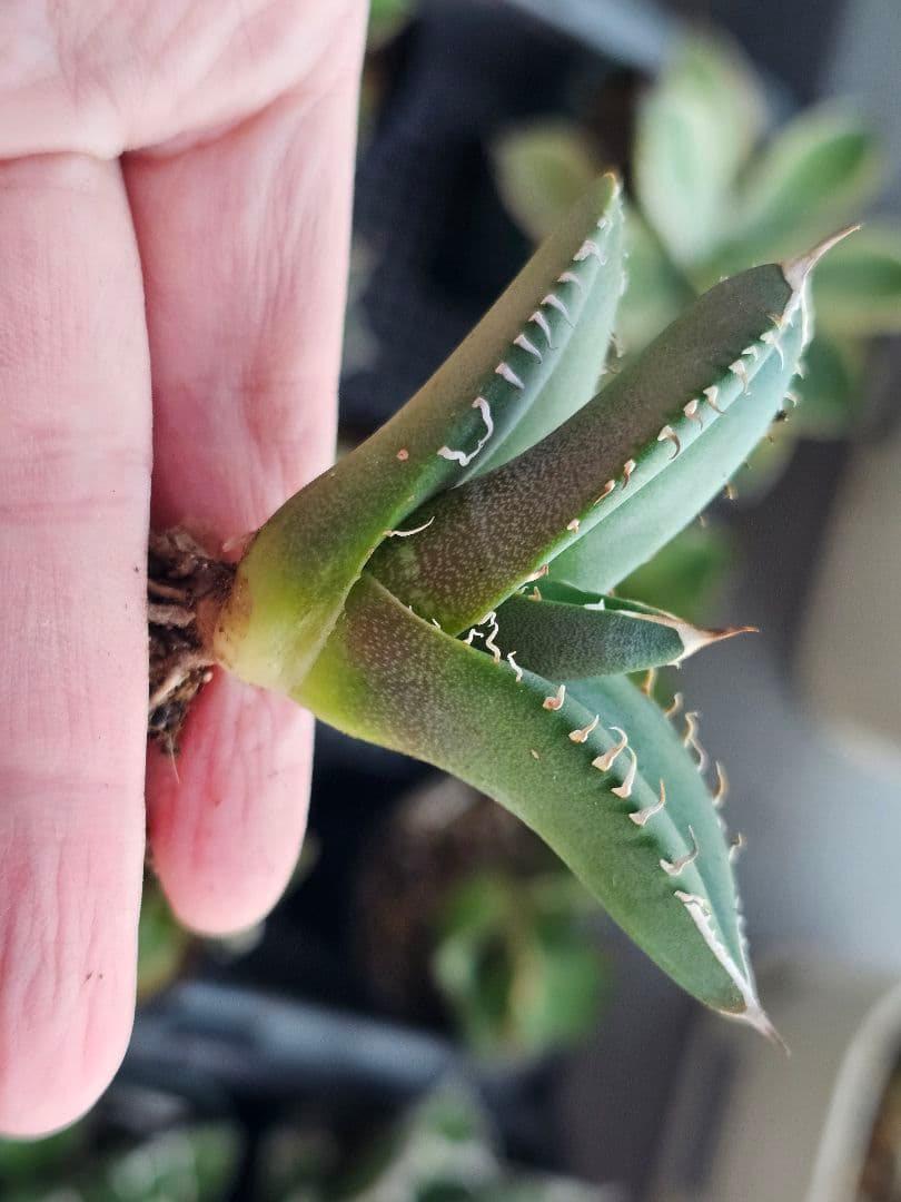 サービス品 激レア 高級品種 妖狐 台湾産正規品 根っこあり 特選