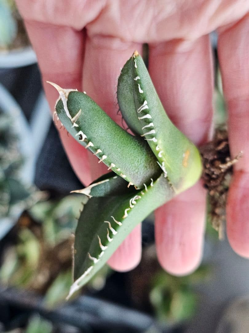 サービス品 激レア 高級品種 妖狐 台湾産正規品 根っこあり 特選