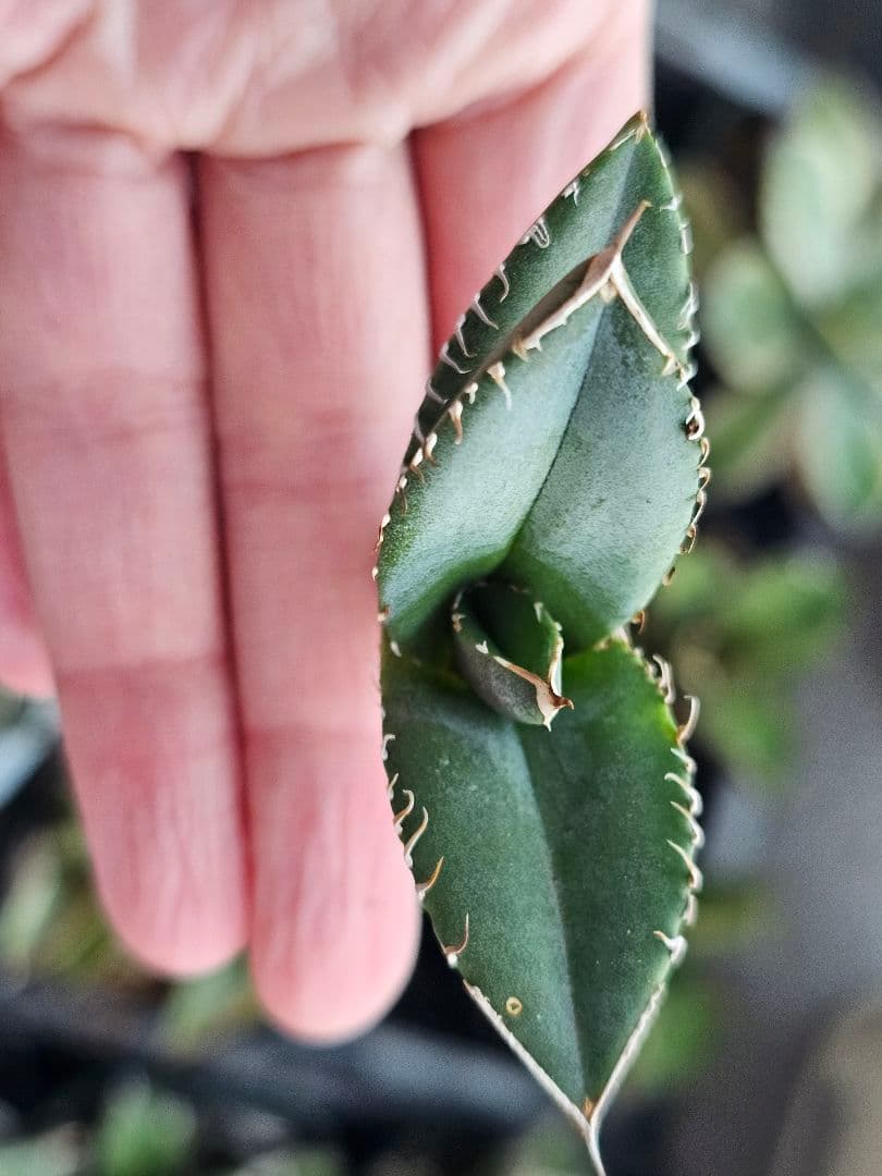 サービス品 激レア 高級品種 妖狐 台湾産正規品 根っこあり 特選