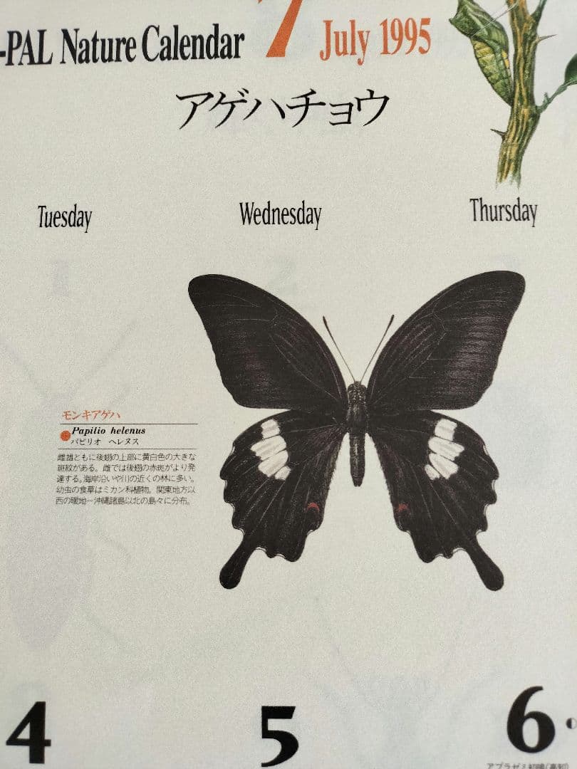 BE-PAL ビーパル カレンダー 新品未使用 1995年　ヴィンテージ