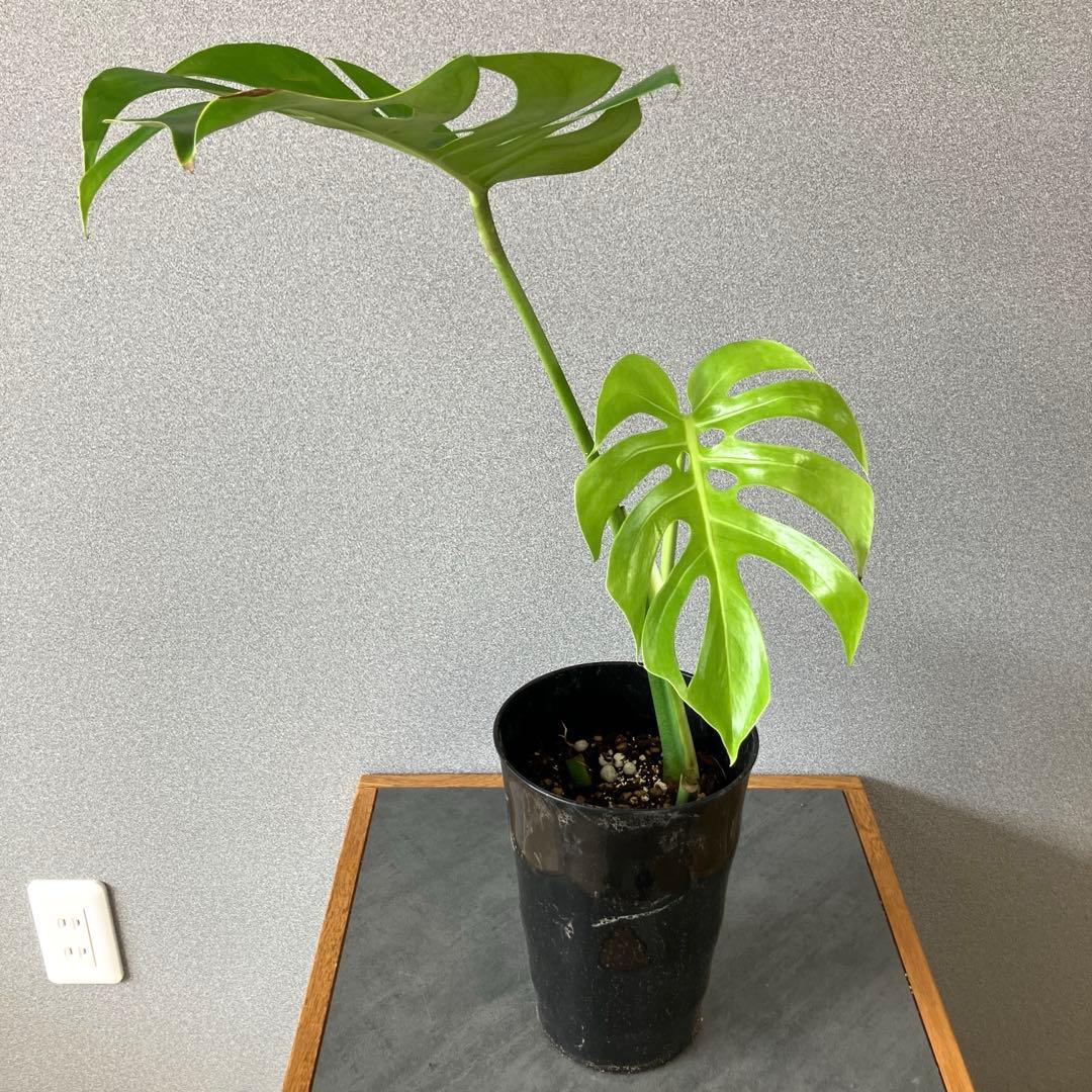 超絶希少❗️モンステラ　デリシオーサ　スケルトン✨