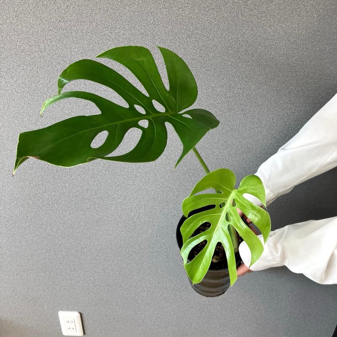 超絶希少❗️モンステラ　デリシオーサ　スケルトン✨