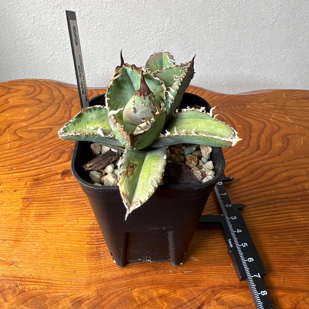 アガベ・チタノタ・MS-WV （スタッズ ブツブツ ）