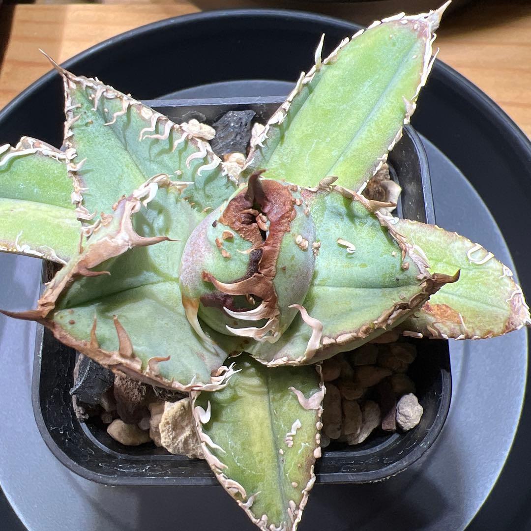 アガベ・チタノタ・MS-WV （スタッズ ブツブツ ）