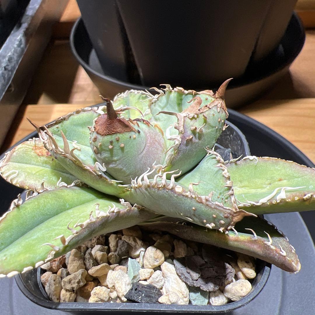 アガベ・チタノタ・MS-WV （スタッズ ブツブツ ）