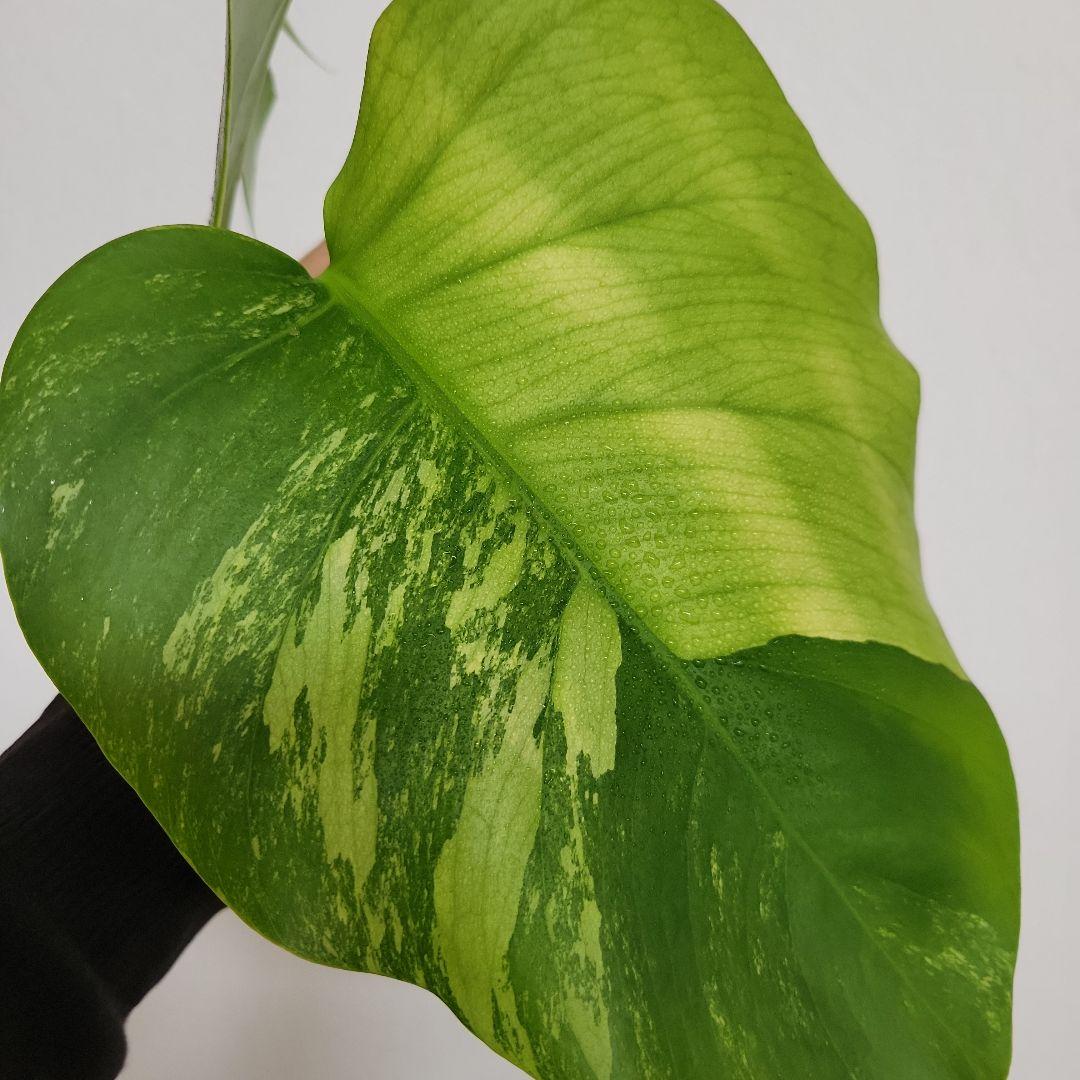 斑入りモンステラ☆お買い得！セブブルーミントトップカット発根済み