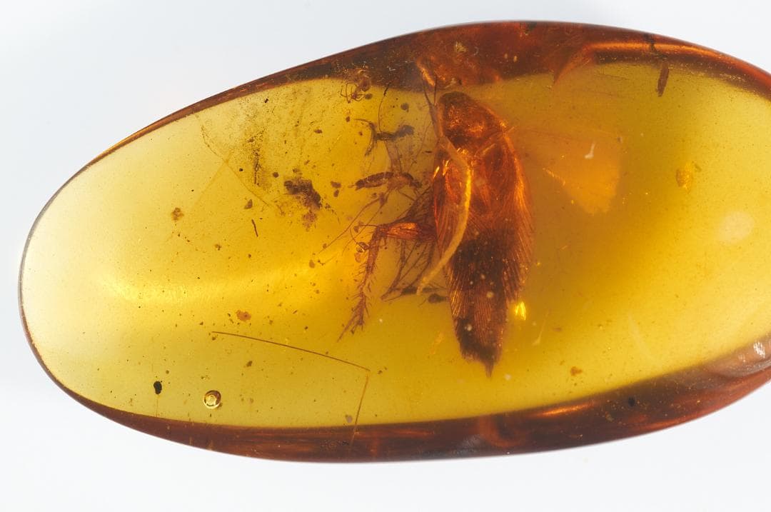 レア極上品 PA100虫入り琥珀化石　ミャンマーカムティかタナイ9900万年前