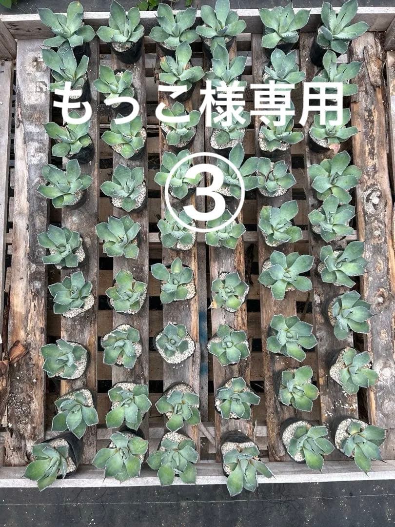 アガベパリートランカータもっこ③