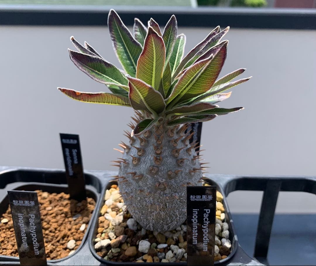 コレクション株　パキポディウムグラキリス実生　播種2年半　塊根植物　コーデックス