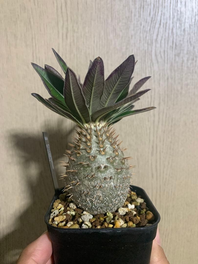 コレクション株　パキポディウムグラキリス実生　播種2年半　塊根植物　コーデックス