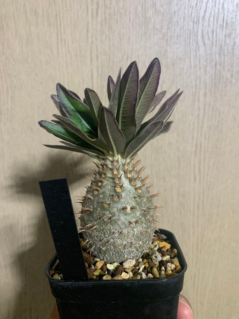 コレクション株　パキポディウムグラキリス実生　播種2年半　塊根植物　コーデックス