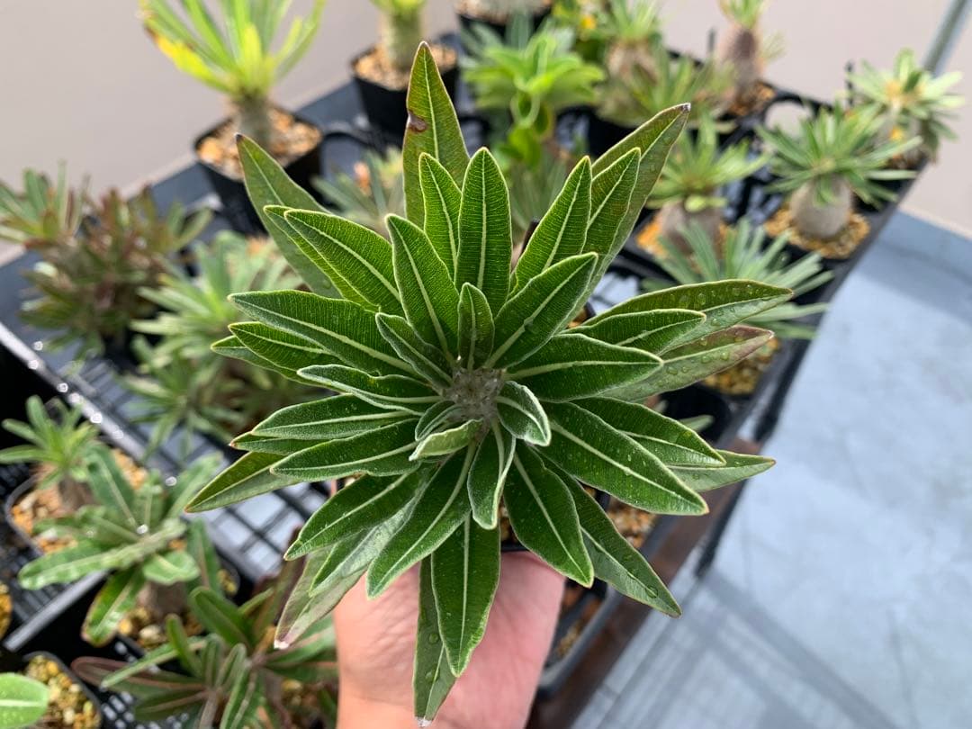 コレクション株　パキポディウムグラキリス実生　播種2年半　塊根植物　コーデックス