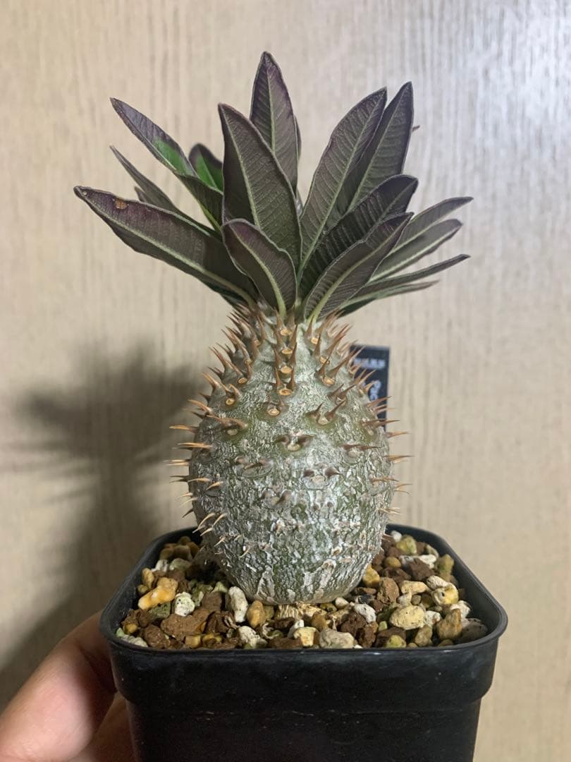 コレクション株　パキポディウムグラキリス実生　播種2年半　塊根植物　コーデックス