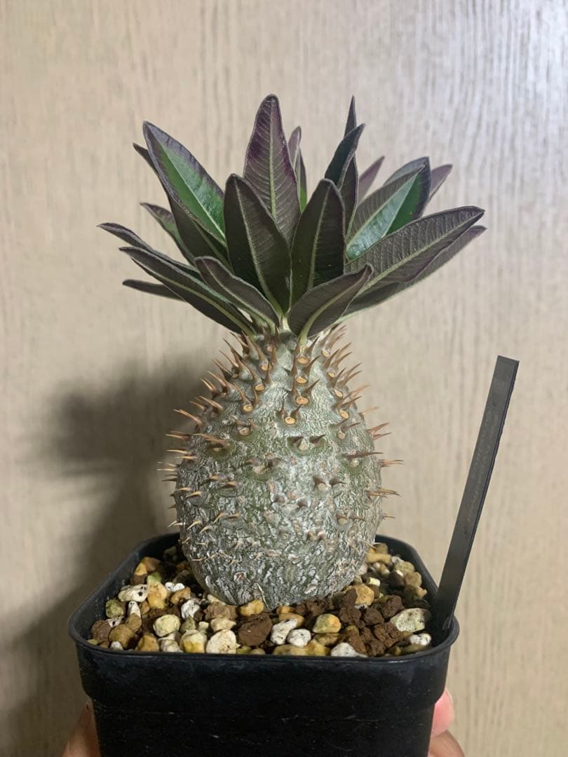 コレクション株　パキポディウムグラキリス実生　播種2年半　塊根植物　コーデックス