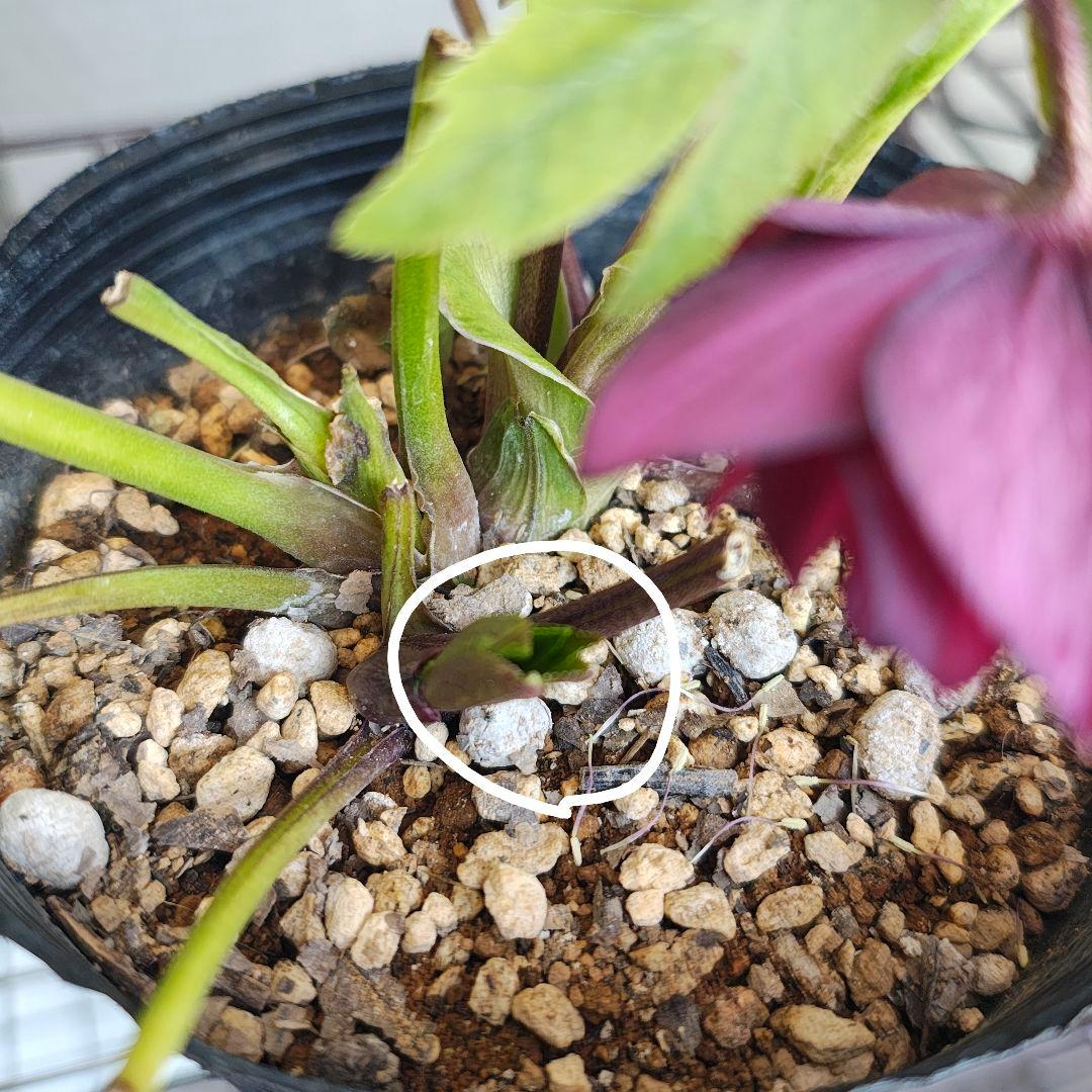 2611赤しべ 小輪系多花ディープレッド 若泉ファーム クリスマスローズ開花株