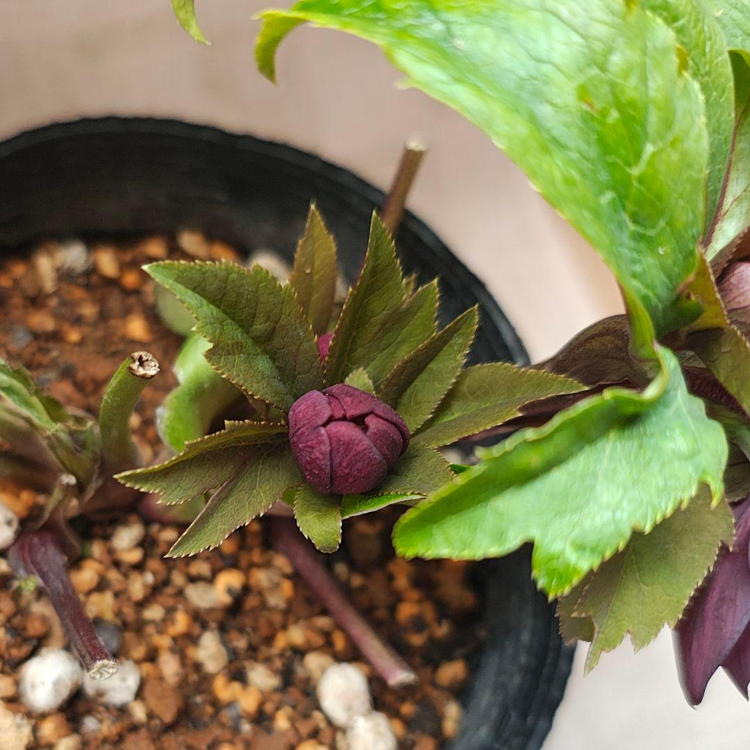 2611赤しべ 小輪系多花ディープレッド 若泉ファーム クリスマスローズ開花株