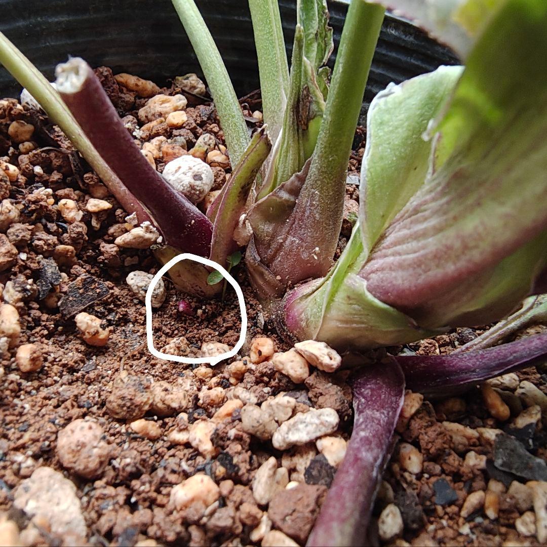 2611赤しべ 小輪系多花ディープレッド 若泉ファーム クリスマスローズ開花株