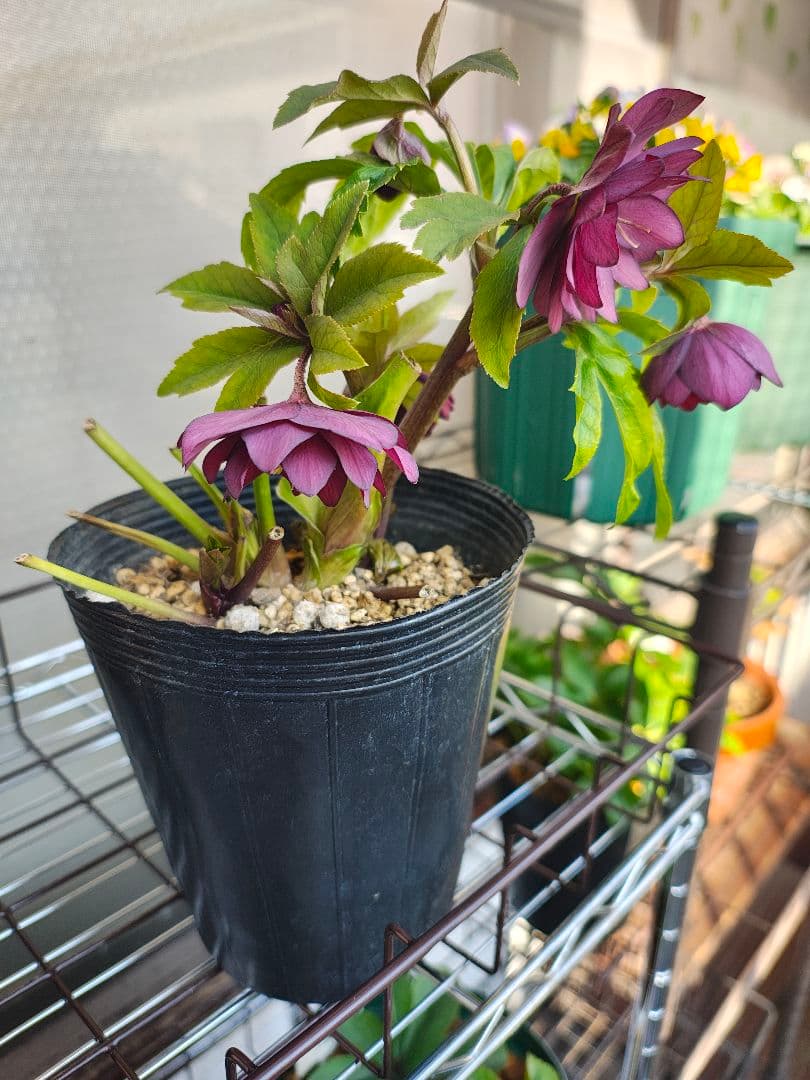 2611赤しべ 小輪系多花ディープレッド 若泉ファーム クリスマスローズ開花株