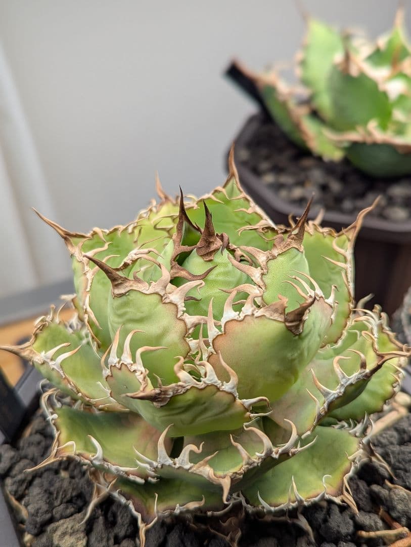 アガベチタノタ　フィリグリー　圓葉拇指