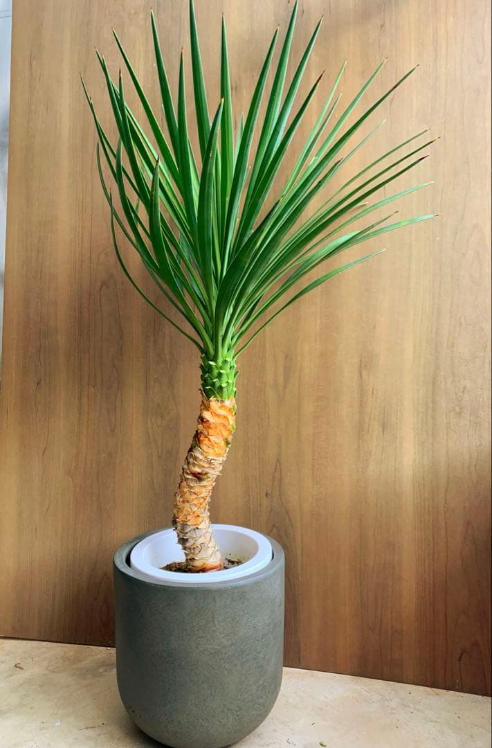 ユッカ・アロイフォリア　うねり　no2