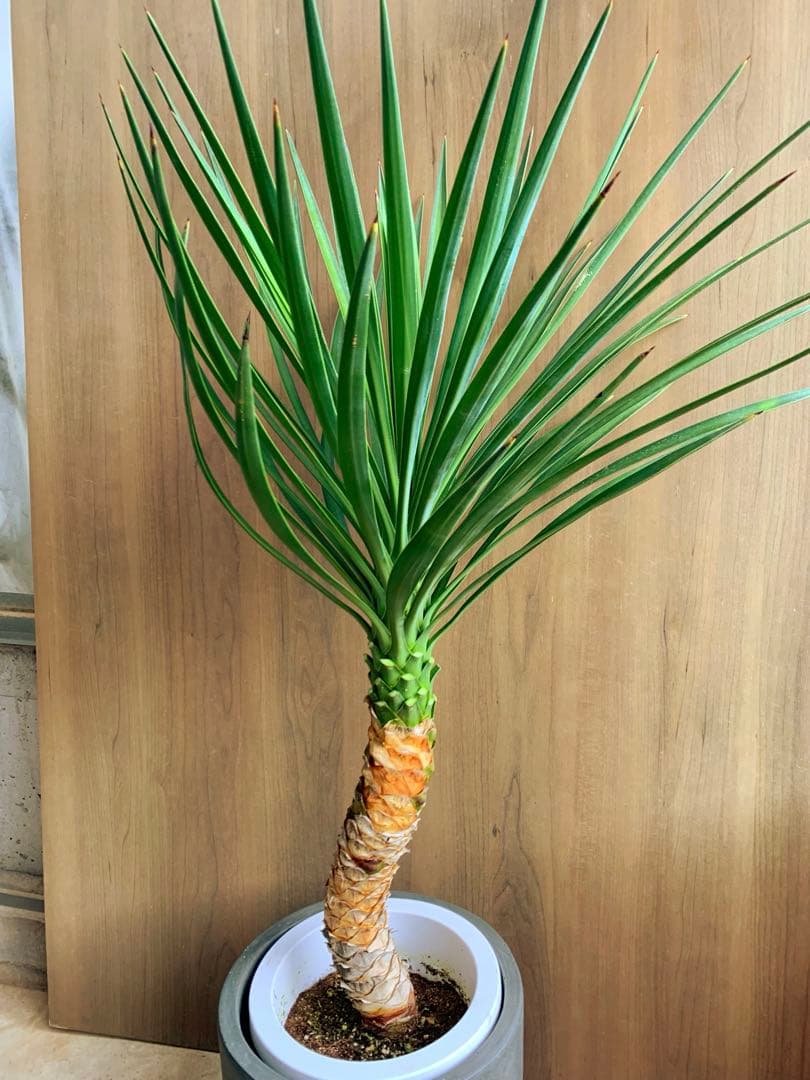 ユッカ・アロイフォリア　うねり　no2