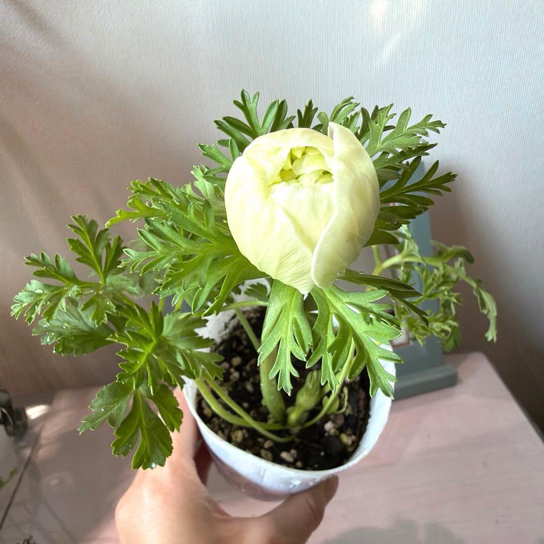 ぷらむ様　確認用　レバンテ　ビアンコ