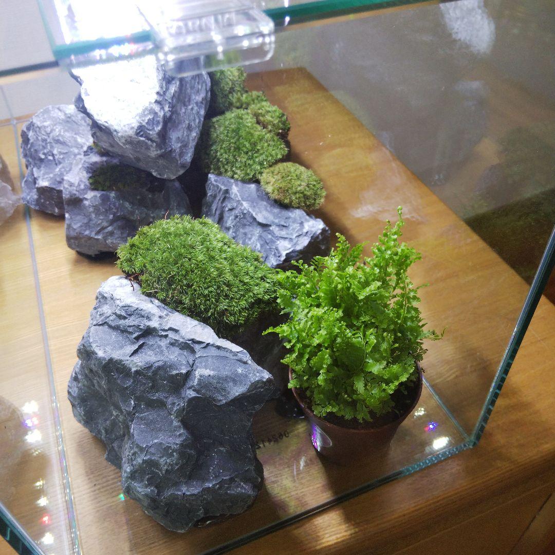 【完成品】アクアテラリウム　イモリウム　苔テラリウム