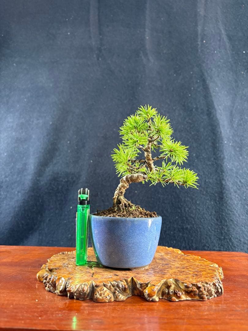 小品盆栽、赤石五葉松、懸崖模様木 目立った傷や汚れなし