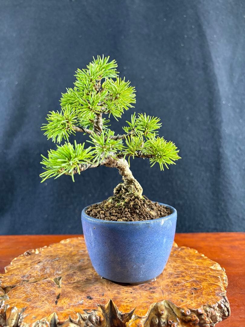 小品盆栽、赤石五葉松、懸崖模様木 目立った傷や汚れなし