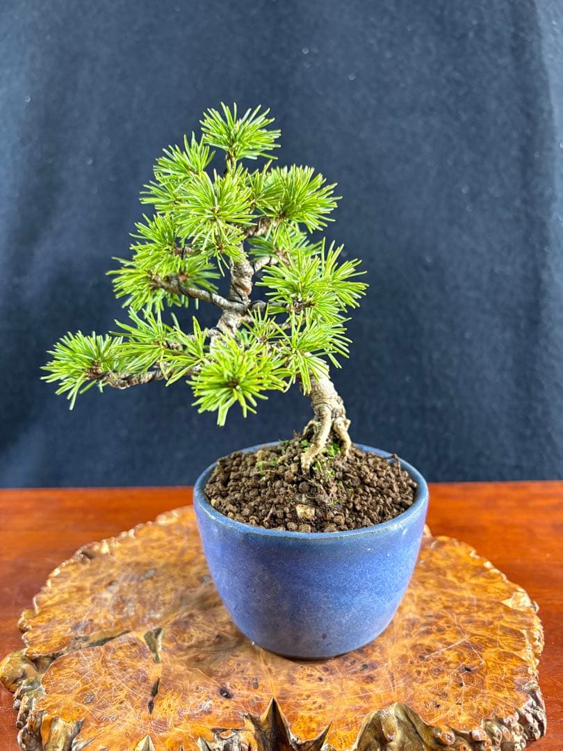 小品盆栽、赤石五葉松、懸崖模様木 目立った傷や汚れなし