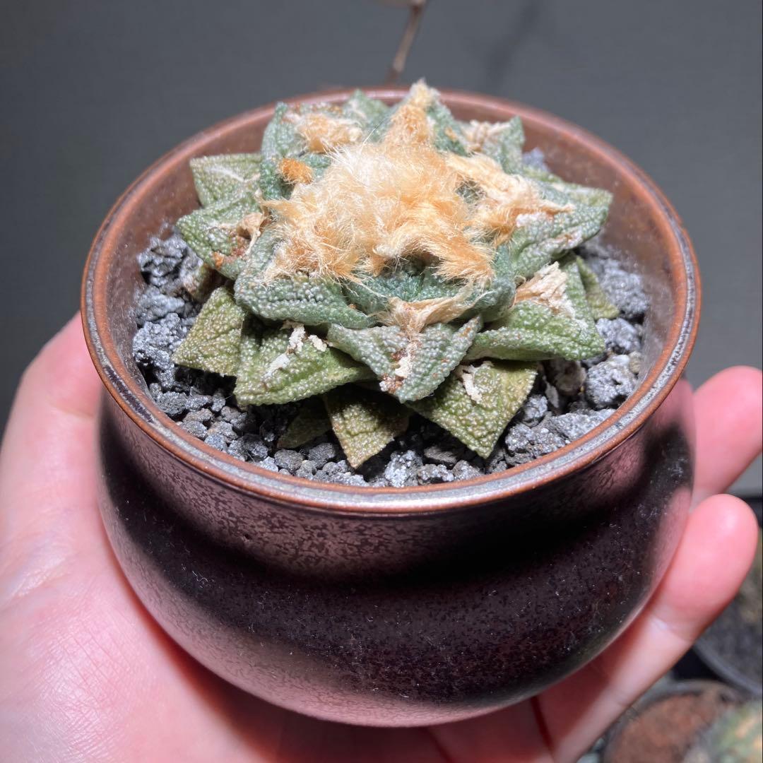 アリオカルプス　亀甲ヒントニー　成田氏　実生　抜き苗　検）ゴジラ　コピアポア