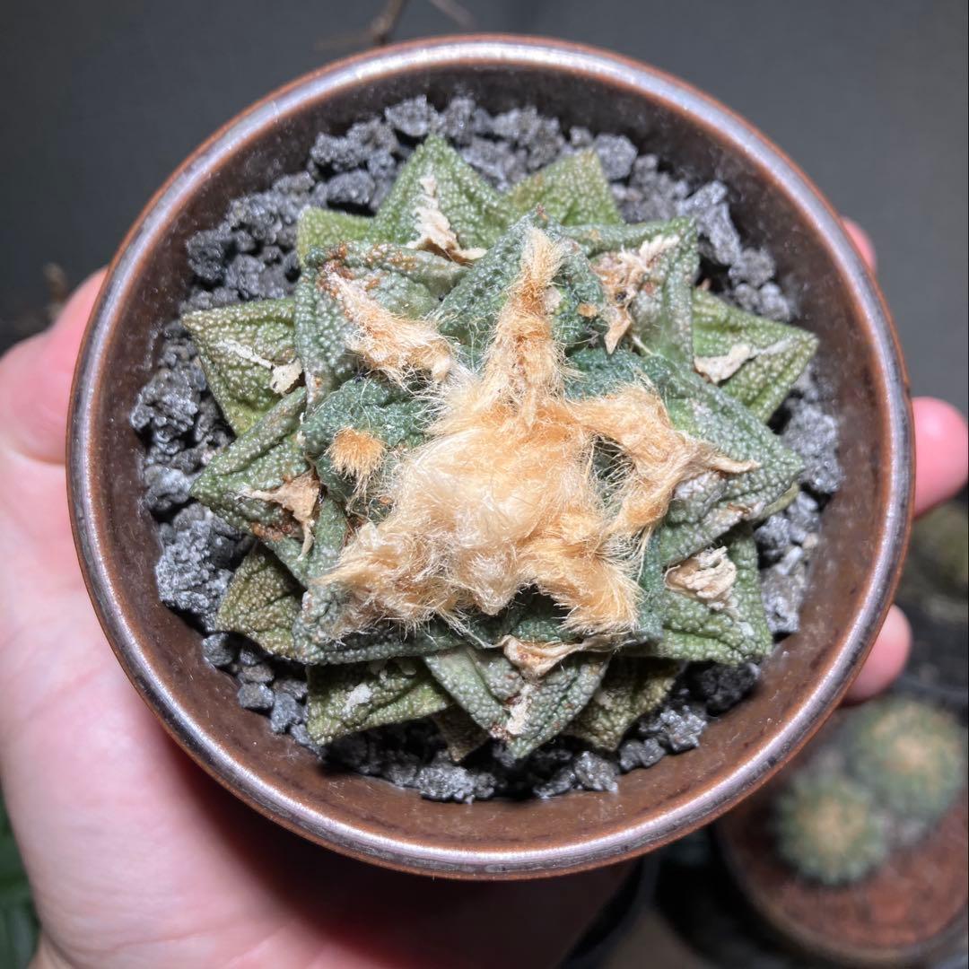 アリオカルプス　亀甲ヒントニー　成田氏　実生　抜き苗　検）ゴジラ　コピアポア