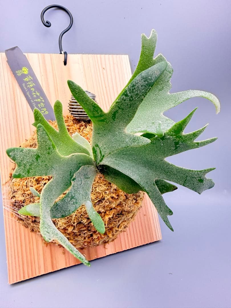 激大サイズ　ビカクシダwillinckii Golden Boy spore金童