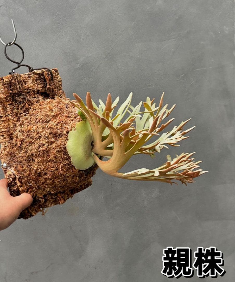 激大サイズ　ビカクシダwillinckii Golden Boy spore金童