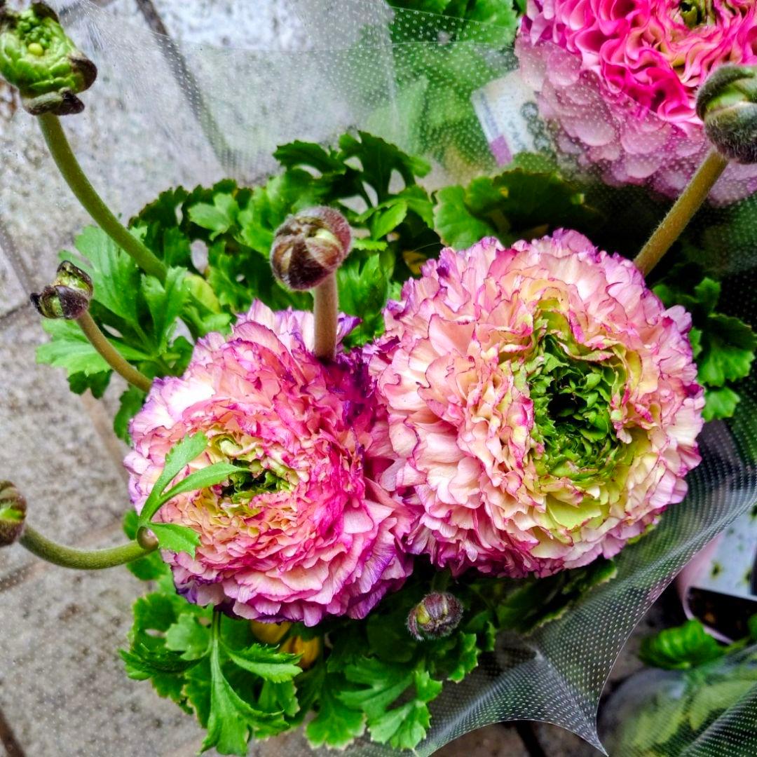 宿根草【タグ付】ラナンキュラスポンポン『マルヴァ』５号【超大輪】ポット苗　発送♪