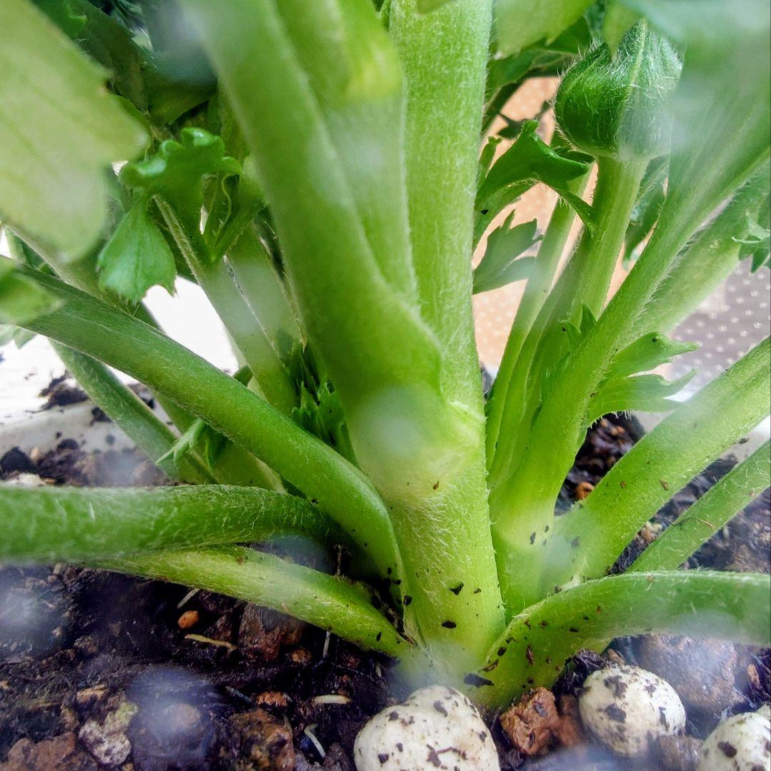 宿根草【タグ付】ラナンキュラスポンポン『マルヴァ』５号【超大輪】ポット苗　発送♪