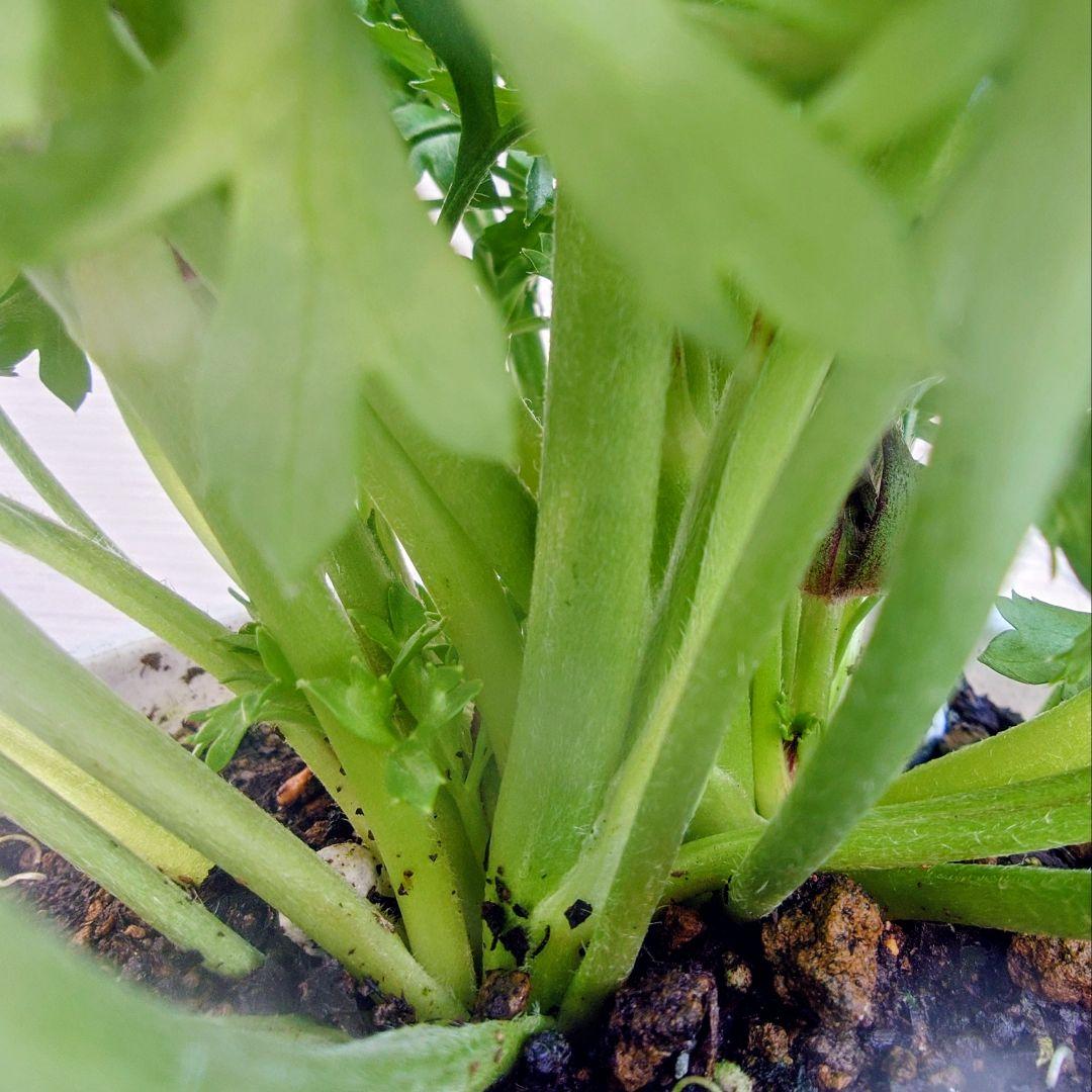 宿根草【タグ付】ラナンキュラスポンポン『マルヴァ』５号【超大輪】ポット苗　発送♪