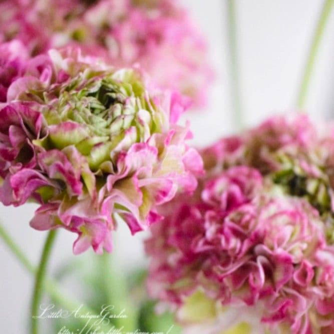 宿根草【タグ付】ラナンキュラスポンポン『マルヴァ』５号【超大輪】ポット苗　発送♪