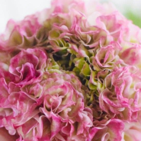 宿根草【タグ付】ラナンキュラスポンポン『マルヴァ』５号【超大輪】ポット苗　発送♪