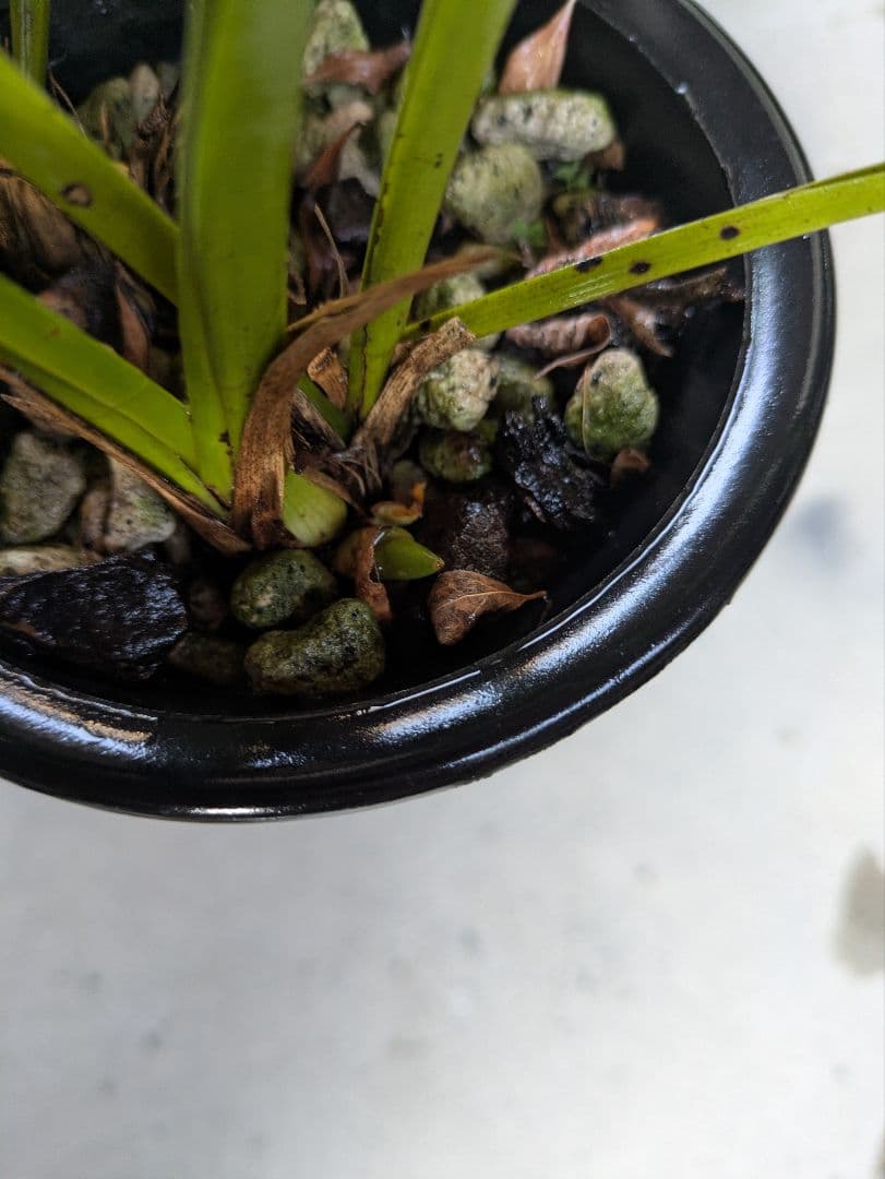 キンリョウヘン　赤花2鉢白花1鉢合計３鉢　日本蜜蜂　誘引