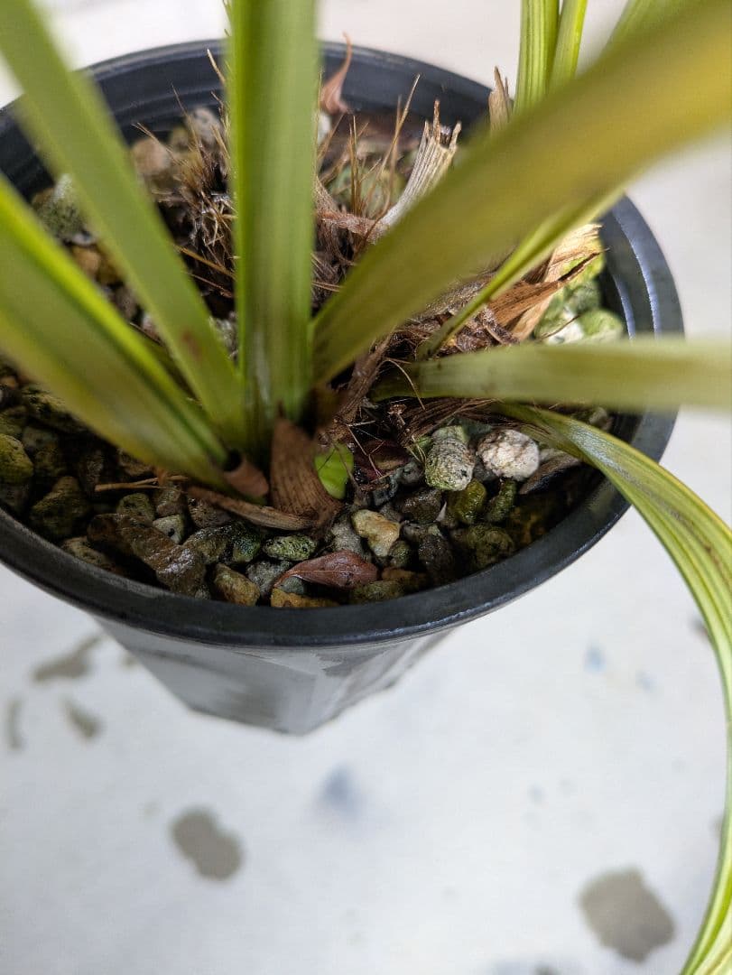 キンリョウヘン　赤花2鉢白花1鉢合計３鉢　日本蜜蜂　誘引