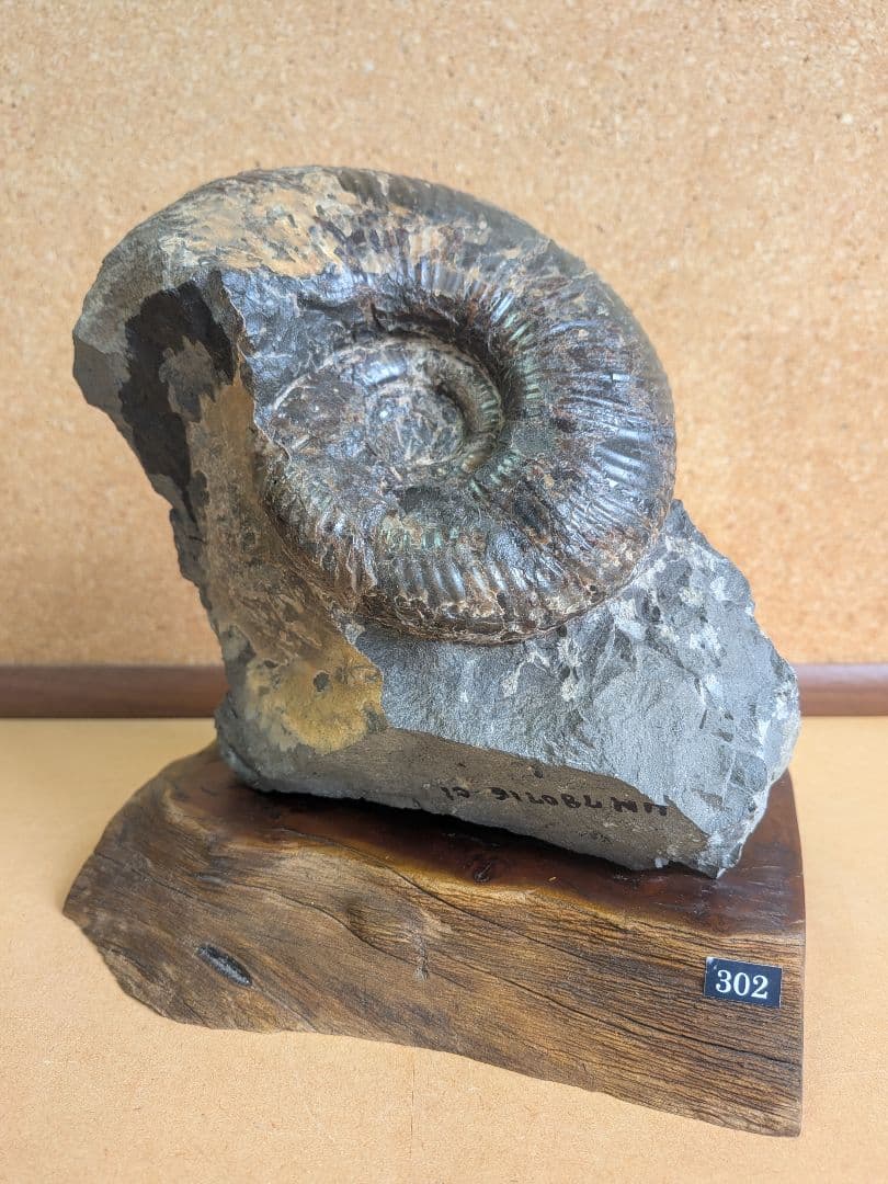 アンモナイト化石 13.0㎝(302)