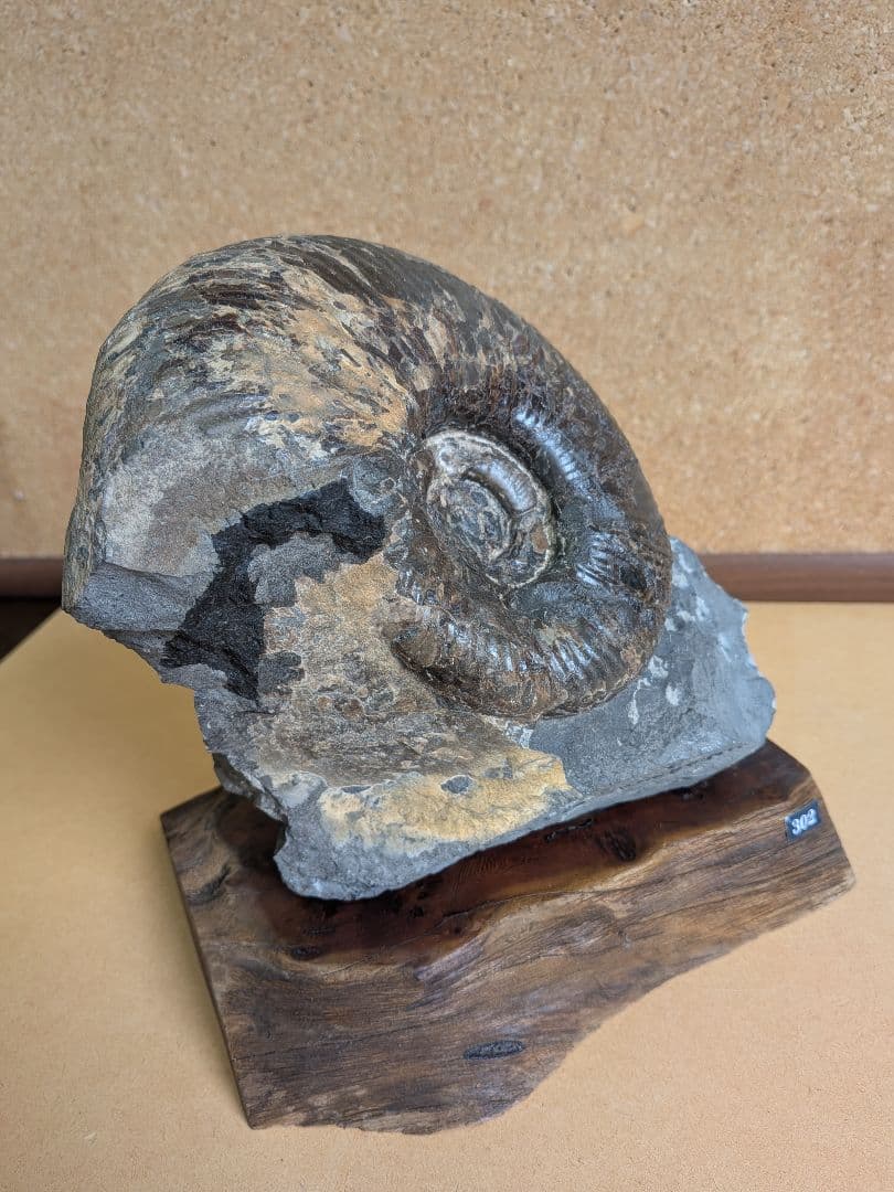 アンモナイト化石 13.0㎝(302)