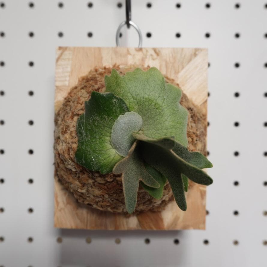 ビカクシダ YMDS ウィリンキー系 イエロームーンドワーフ　スポア Y-8