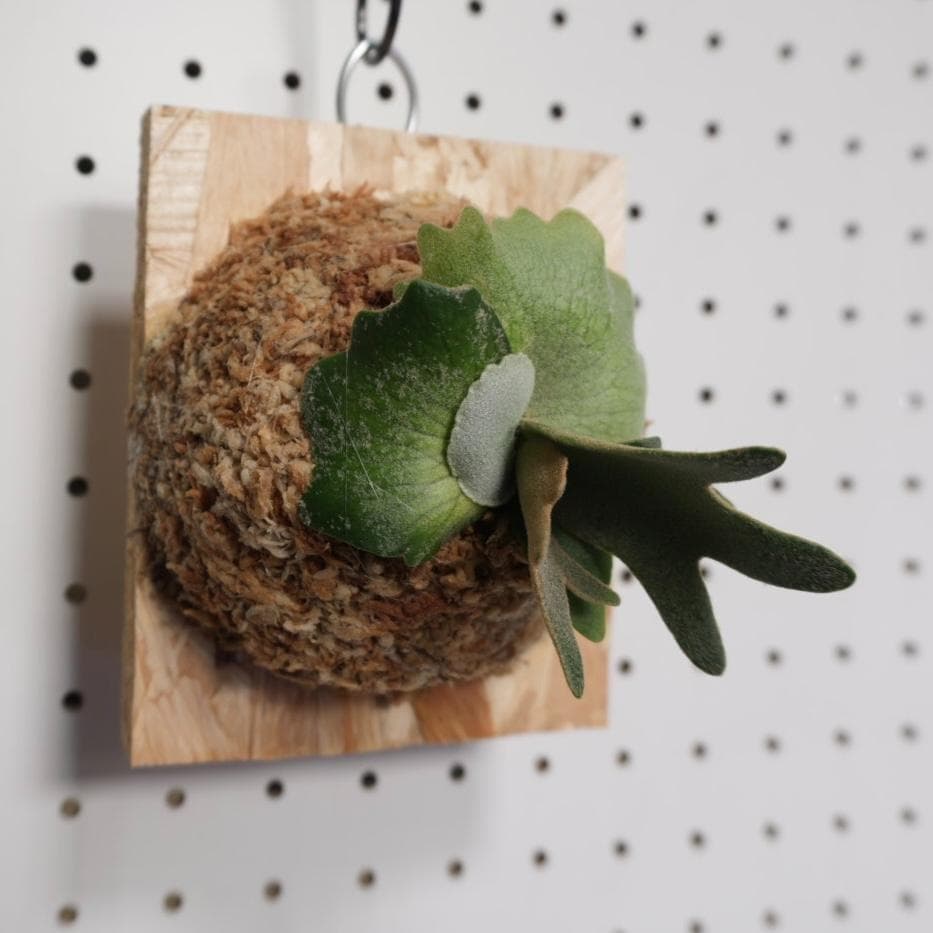 ビカクシダ YMDS ウィリンキー系 イエロームーンドワーフ　スポア Y-8