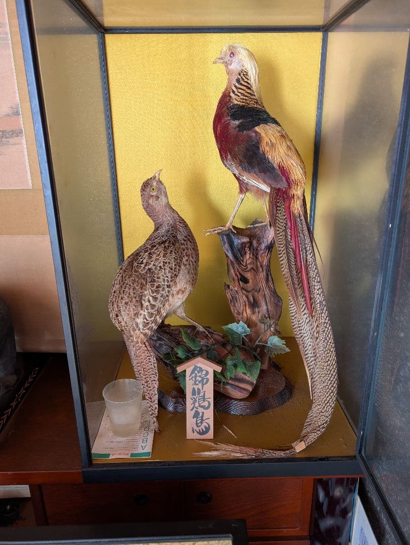 錦鶏鳥 ガラスケース付き
