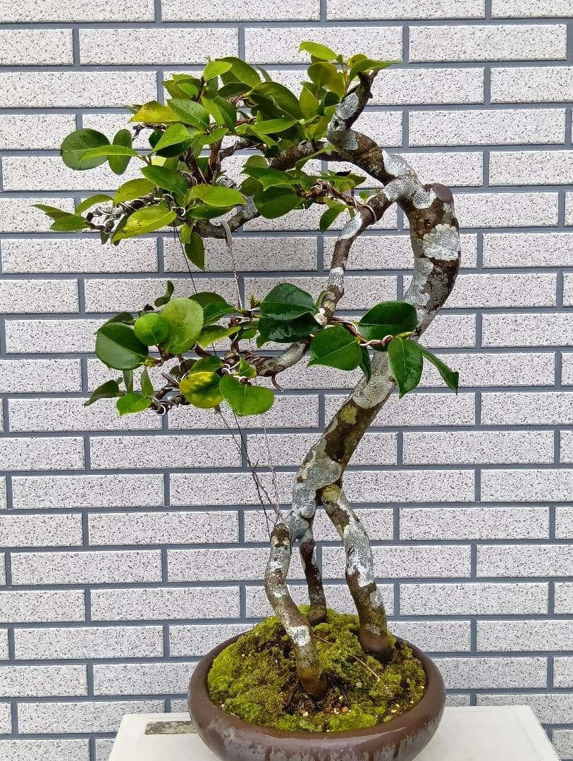 ‼️山木華厳‼️肥後椿盆‼️引き取り限定